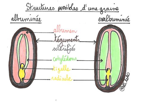 Structure d'une graine d'Angiosperme (graines albuminée et exalbuminée)