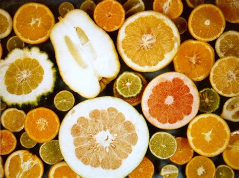 Diversité des fruits d'Angiospermes