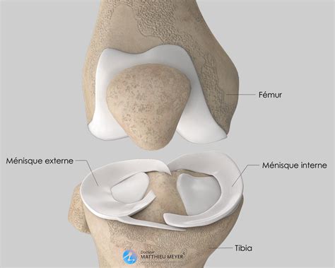 Anatomie du genou avec les ménisques