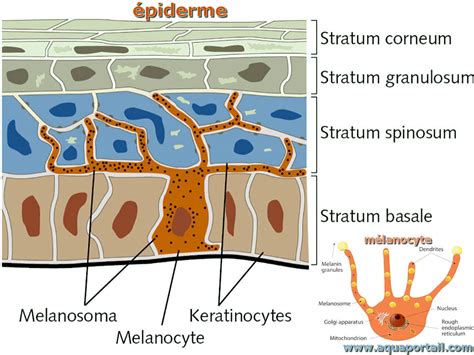 Schéma du fonctionnement des mélanocytes et de la production de mélanine