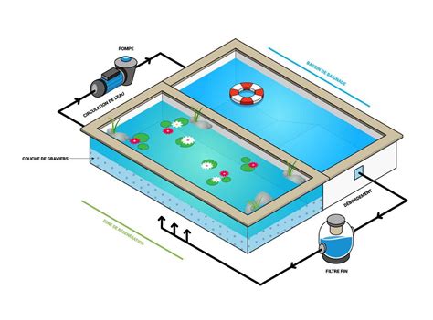 Schéma explicatif d'une piscine naturelle avec ses différentes zones de filtration