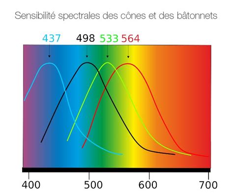 Diagramme illustrant l'impact de la lumière sur la perception des couleurs