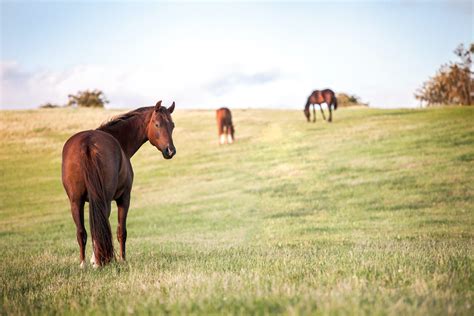 Photographie de chevaux dans un pré, mettant en évidence la variété des robes