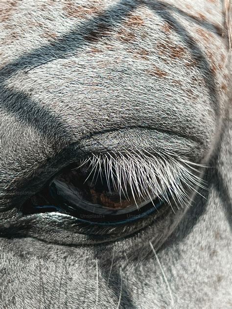 Gros plan sur l'œil d'un cheval peint, montrant les détails et les reflets