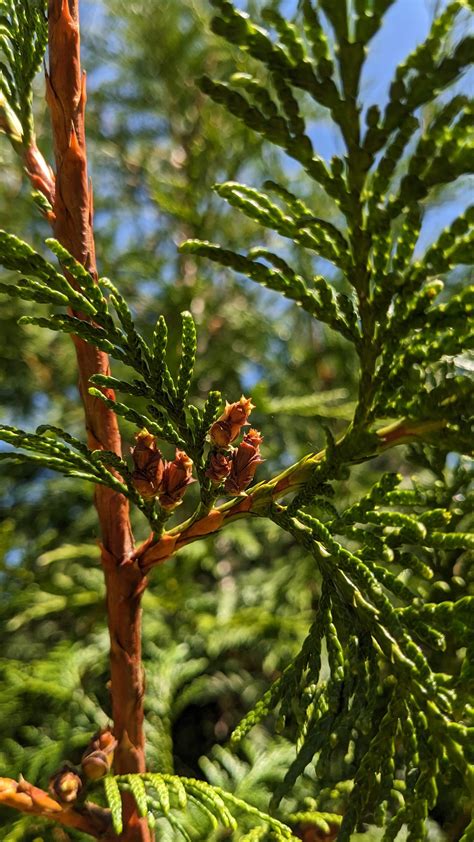Arbre de Western Red Cedar en forêt