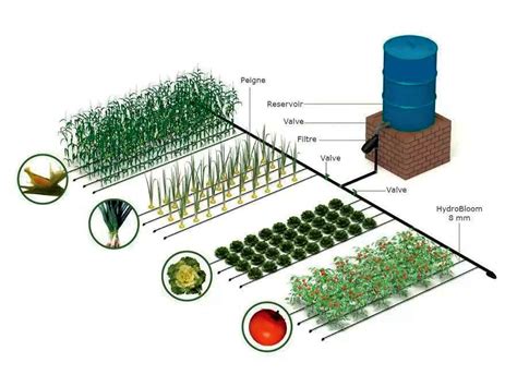 Schéma d'un système d'irrigation goutte-à-goutte