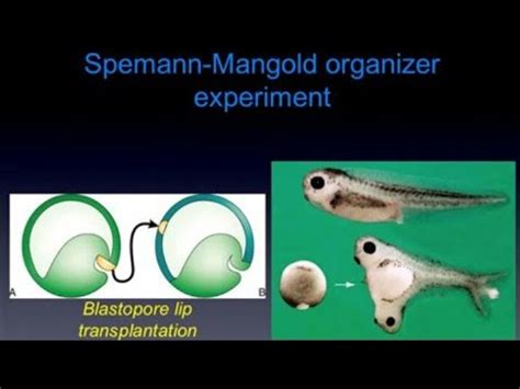 Expérience de Spemann et Mangold