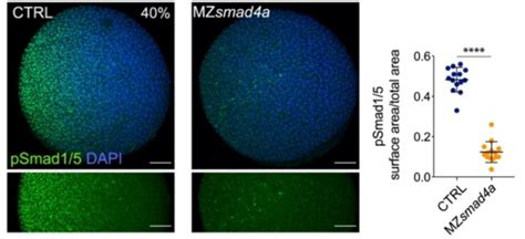 Phosphorylation différentielle de Smad1/5 selon l'axe dorso-ventral