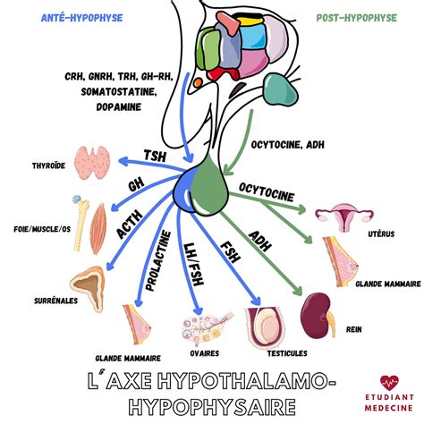 Anatomie de l'axe hypothalamo-hypophysaire