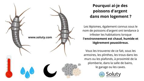 Comparaison visuelle : Perce-oreille vs Poisson d'argent