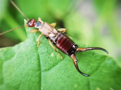 Illustration de pièges naturels pour perce-oreilles