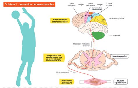 Représentation schématique de l'activité cérébrale pendant la méditation