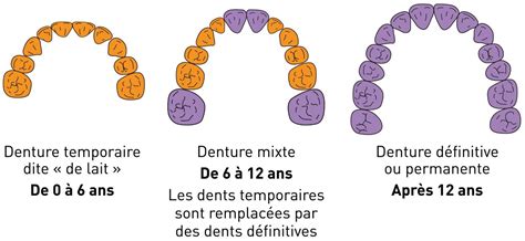 Schéma de denture crochet
