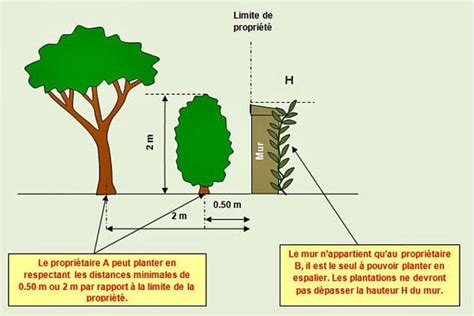 Schéma des distances de plantation des arbres par rapport à la limite de propriété