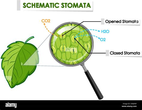 Illustration des stomates sur une feuille de plante