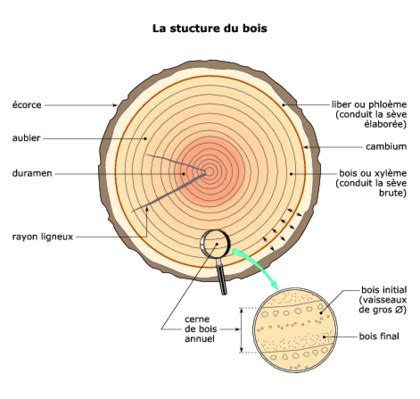 Structure d'un cerne de croissance du bois