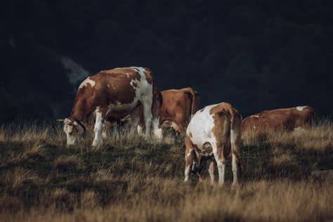 Groupe de vaches paissant dans un champ verdoyant