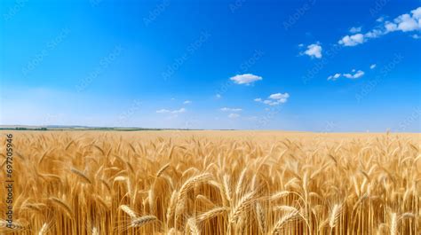 Champ de blé doré sous un ciel bleu