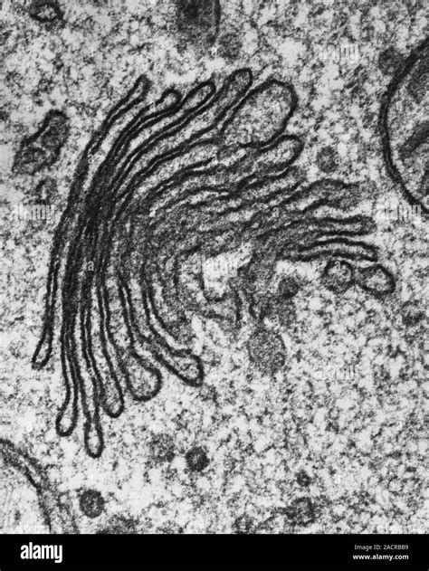 Microscope électronique de l'appareil de Golgi