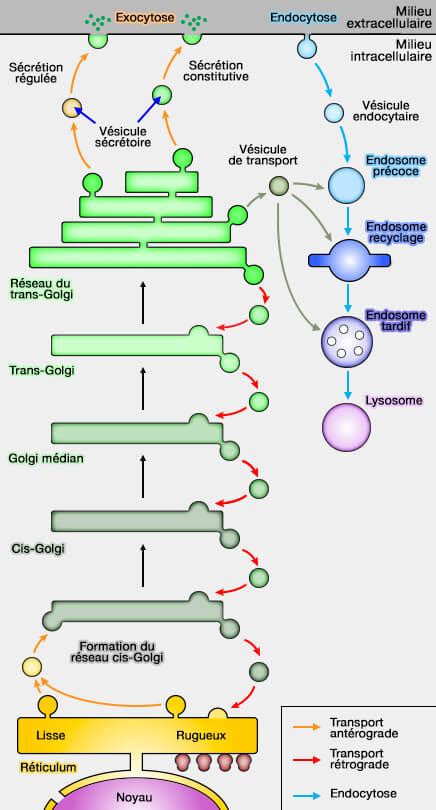 Diagramme de la voie sécrétoire