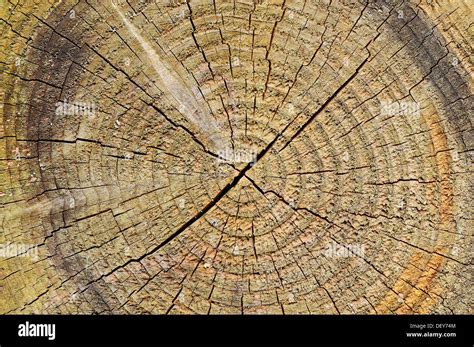 Image d'un tronc d'arbre coupé montrant les cernes de croissance