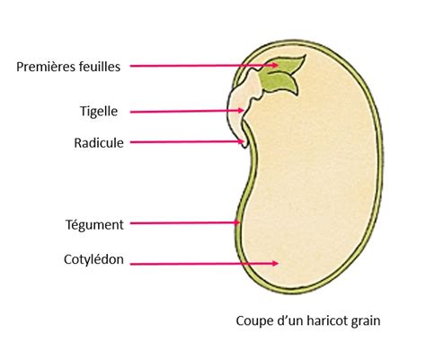 Image d'une bruche adulte sur une graine de légumineuse