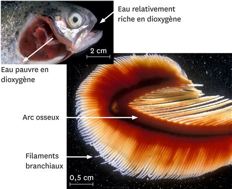 Représentation d'un poisson sur roulettes