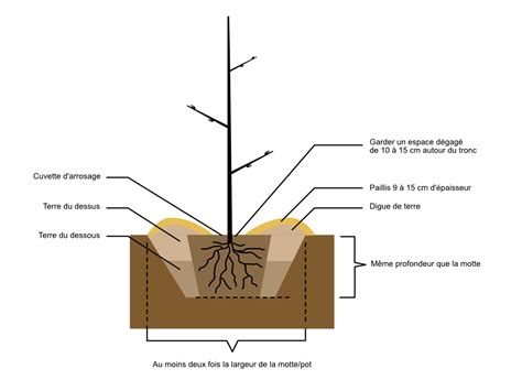 schéma de plantation d'arbres le long d'une poly-ligne