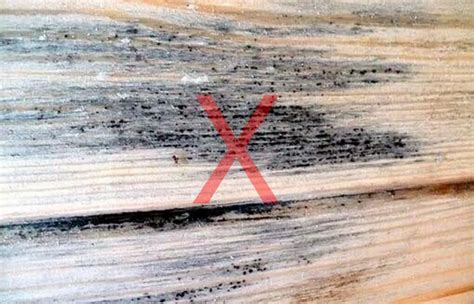 Taches de moisissure bleue sur une poutre en bois
