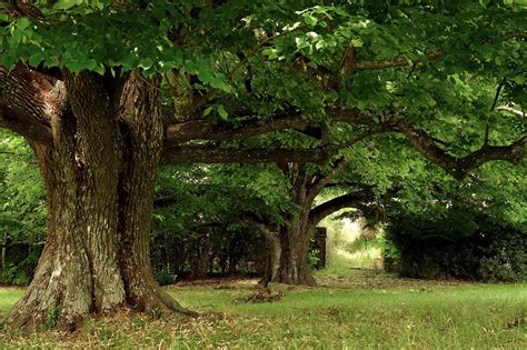 Arbres de forêt
