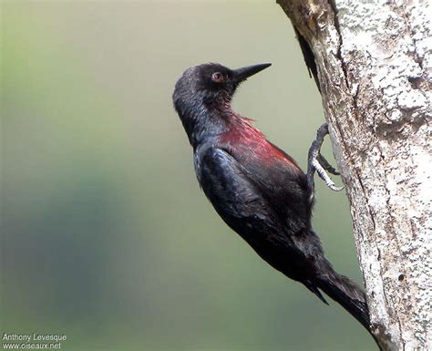 Pic de Guadeloupe (Melanerpes herminieri)