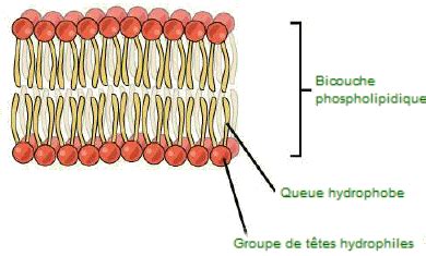 Structure d'une bicouche lipidique