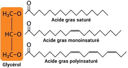 Représentation schématique de protocellules formées par des lipides courts
