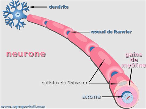 Représentation d'un neurone avec sa gaine de myéline